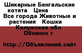 Шикарные Бенгальские котята › Цена ­ 25 000 - Все города Животные и растения » Кошки   . Калужская обл.,Обнинск г.